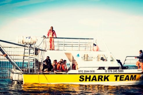 Gansbaai: Käfigtauchen-Abenteuer mit HaienAb Kapstadt oder Hermanus: Käfigtauchen mit dem Weißen Hai