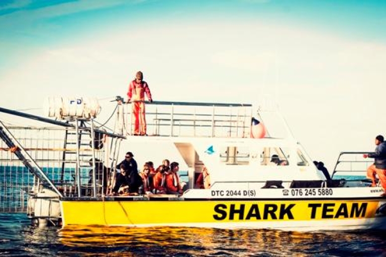 Gansbaai : plongée en cage et rencontre avec les requinsDepuis Le Cap ou Hermanus : plongée en cage avec les requins
