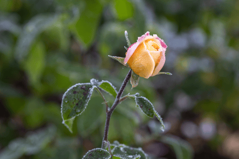 Bad Wörishofen: Rose Garden Tour Normalpreis