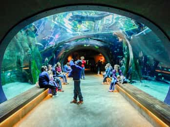 San Francisco: California Academy of Sciences Ticket San Francisco: California Academy of Sciences Ticket