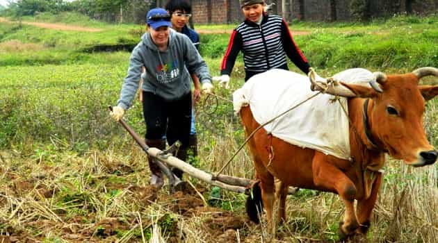 private wet rice growing day tour from hanoi with lunch