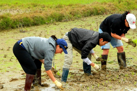 Private Wet Rice Growing Day Tour vanuit Hanoi met lunch