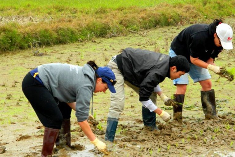 Private Wet Rice Growing Day Tour from Hanoi with Lunch