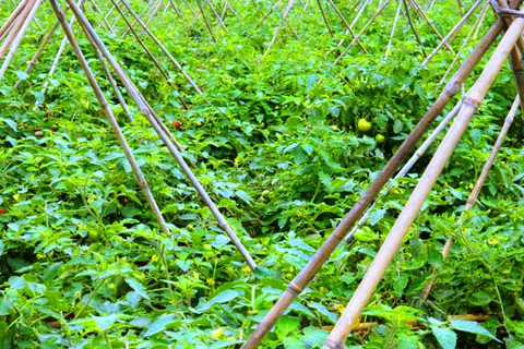 Private Wet Rice Growing Day Tour vanuit Hanoi met lunch