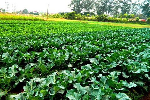 Private Wet Rice Growing Day Tour from Hanoi with Lunch