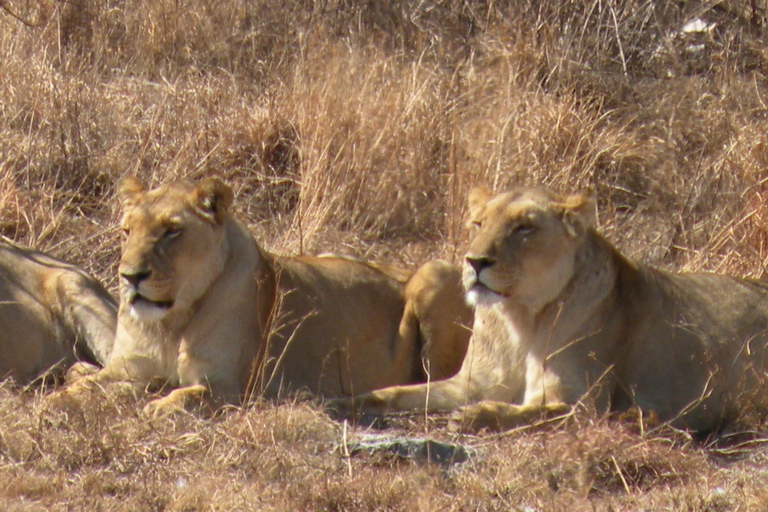 From Johannesburg: Cradle of Humankind and Lion Safari