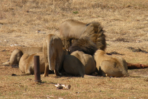 From Johannesburg: Cradle of Humankind and Lion Safari