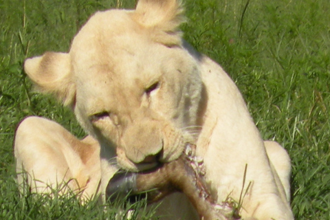 Z Jo'burga: Lion Park i kolebka ludzkości z lunchem