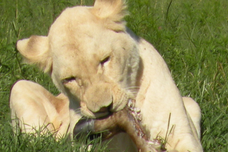 Från Johannesburg: Mänsklighetens vagga och lejonsafariFrån Johannesburg: Cradle of Humankind och Lion Safari