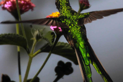 Cusco: Huacarpay Wetlands Birdwatching Tour with Guide