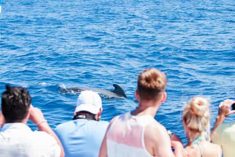 Tenerife: 3-Hour Whale Watching Tour with Snorkeling
