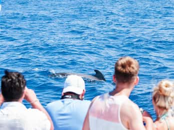 Teneriffa: Walbeobachtungstour mit Schnorcheln Teneriffa: Walbeobachtungstour mit Schnorcheln