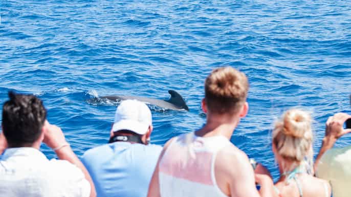 tenerife avistamiento de ballenas y esnórquel (3 h)