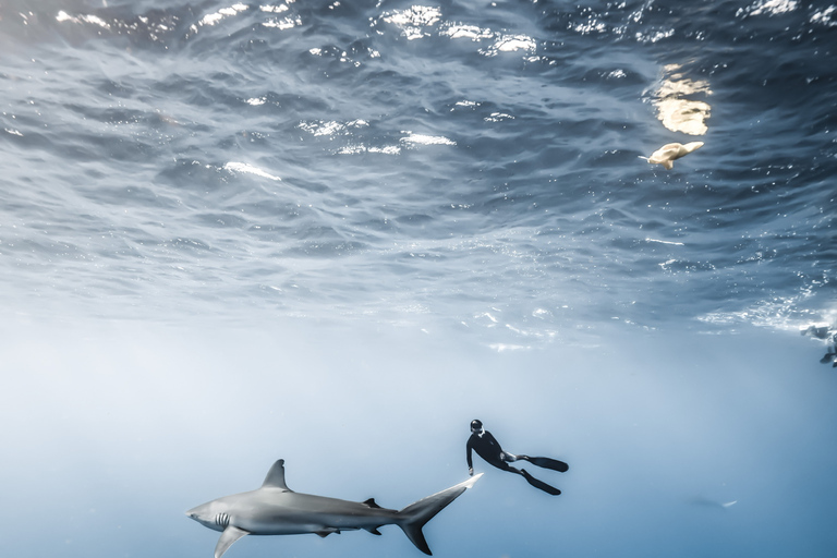 Oahu: Cage-Free Shark Diving Adventure Oahu: Cage-Free Shark Diving Adventure with Photos