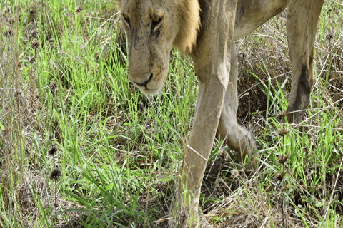 Tanzania: 4-Day Safari to Tarangire, Serengeti and More