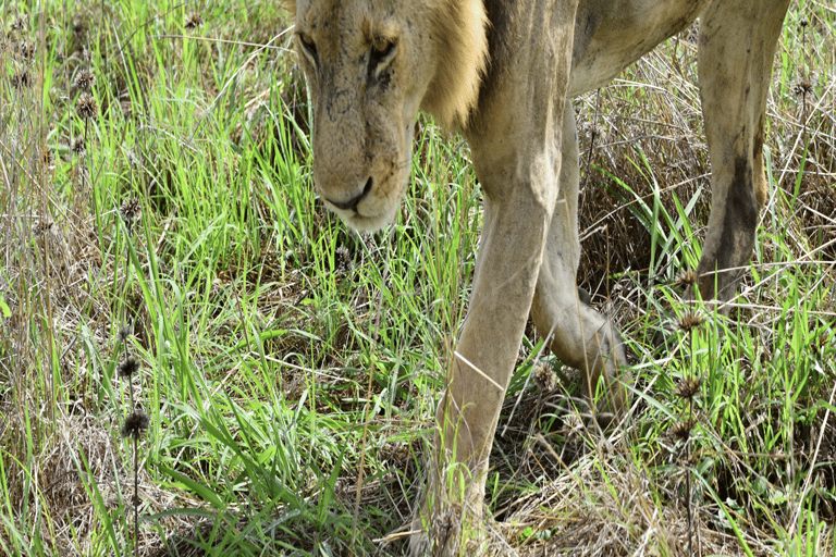 Tanzania: 4-Day Safari to Tarangire, Serengeti and More