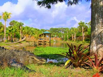 Orlando: Eintritt für den Wild Florida Park & Alligator-Show Orlando: Eintritt für den Wild Florida Park & Alligator-Show