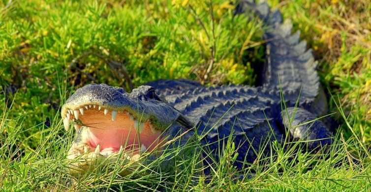 orlando fl alligator tours