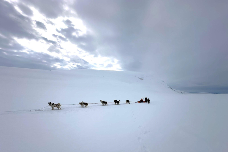 Nordkjosbotn: Dog Sledding and Puppy Visit from Tromsø