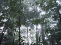 St Kitts Half Day Rainforest Tour from Basseterre - Housity