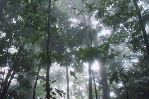 Tour de medio día a la selva tropical en San Cristóbal desde Basseterre