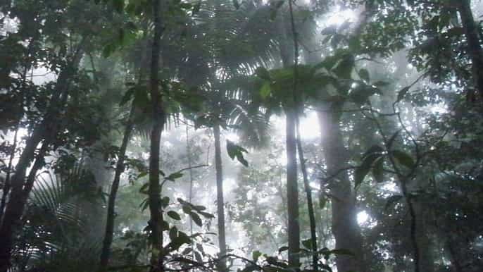 st kitts half day rainforest tour from basseterre