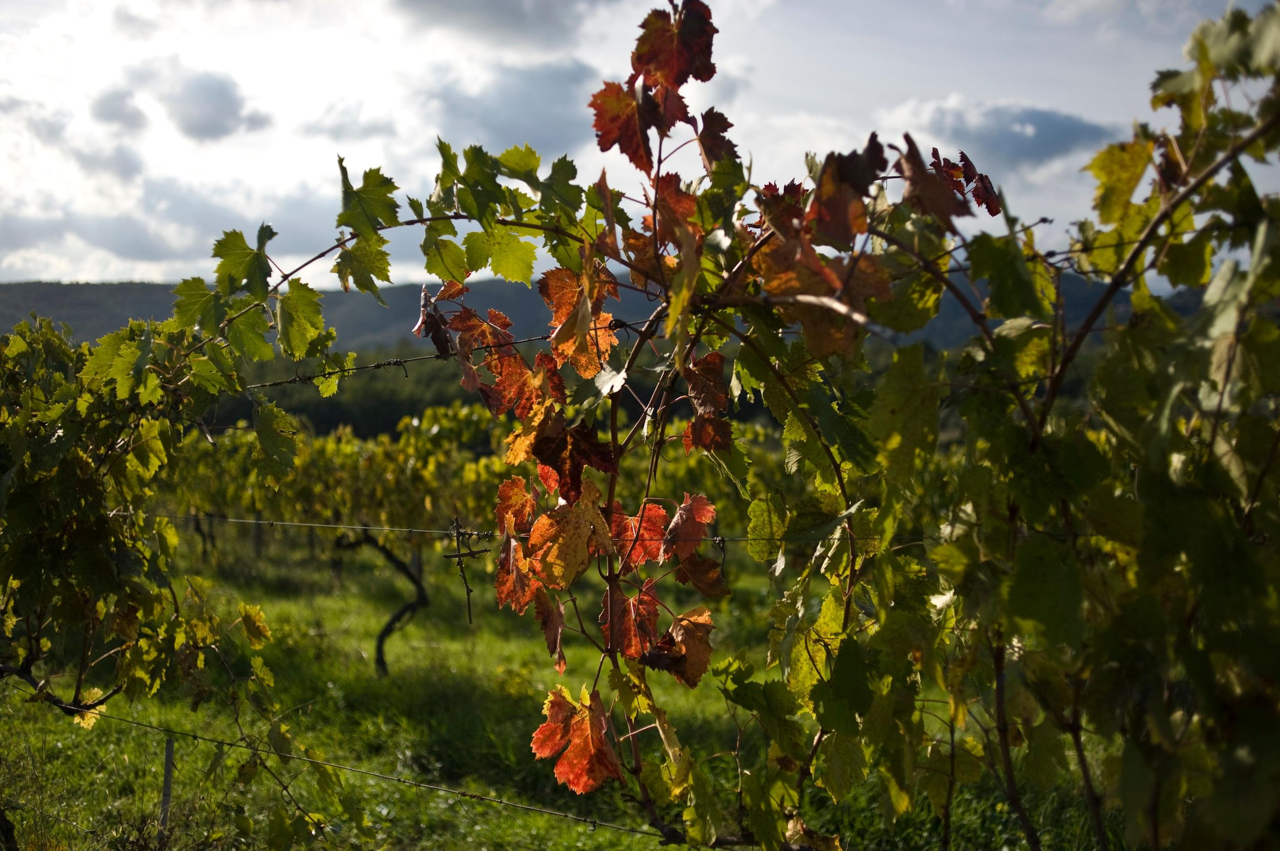 Arezzo: Weinprobe im Val di Chiana