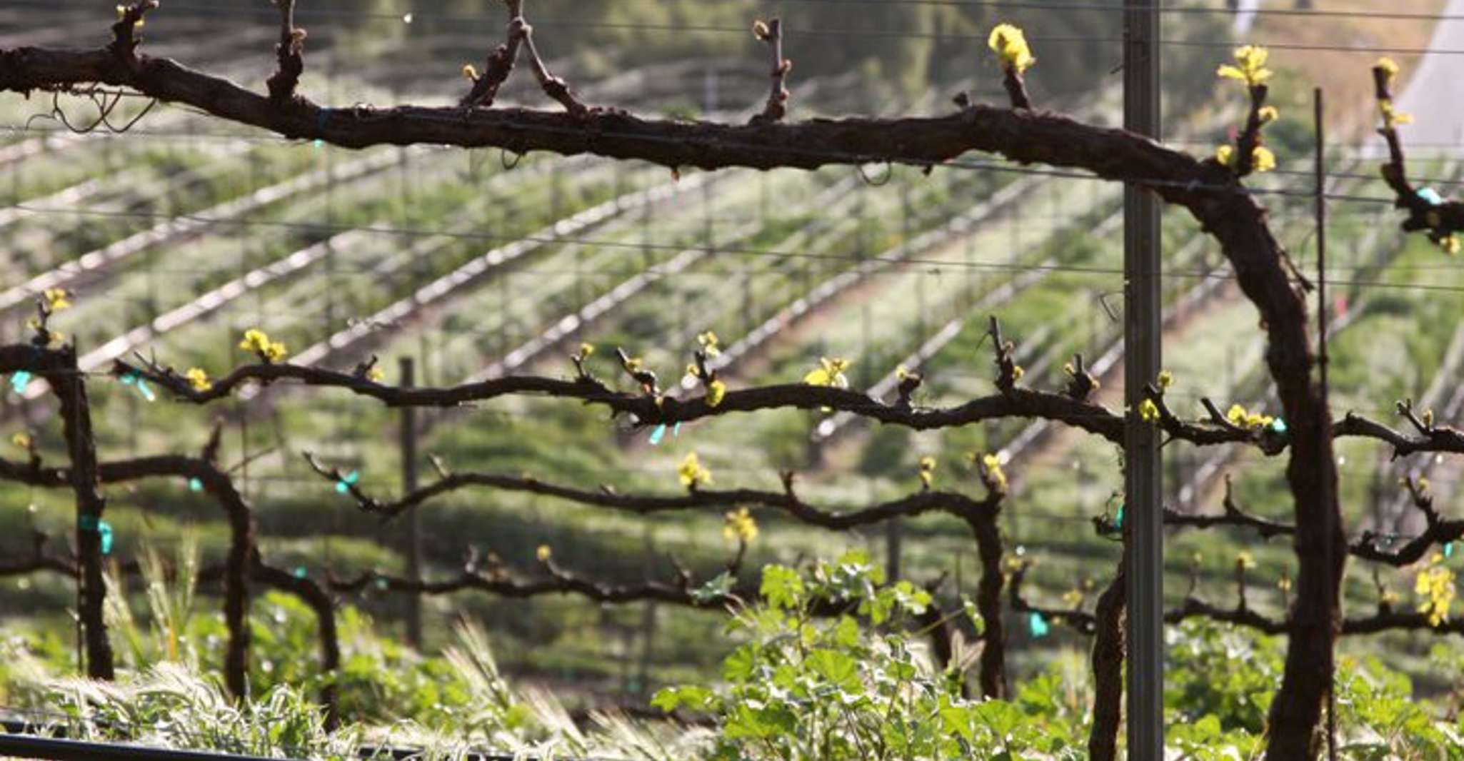 Tour di degustazione di vini inclusi di tutta la giornata da Santa Barbara - Hizvo