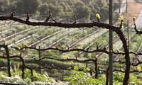 Ganztägige Inklusive Weinprobe von Santa Barbara - Hizvo