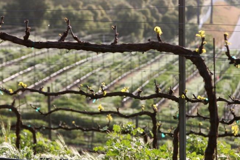 Von Santa Barbara: All-Inclusive-Weinprobe und MittagessenSanta Barbara: All-Inclusive-Weinprobe mit Mittagessen