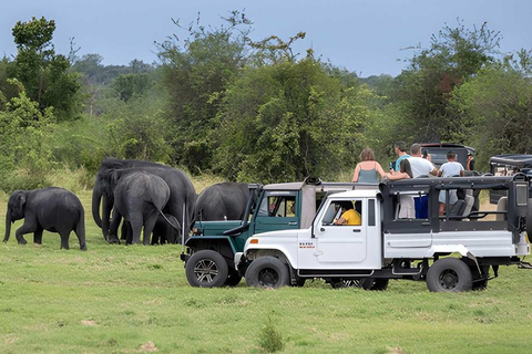 From Trincomalee: Sigiriya Rock Fortress & Safari Day Trip