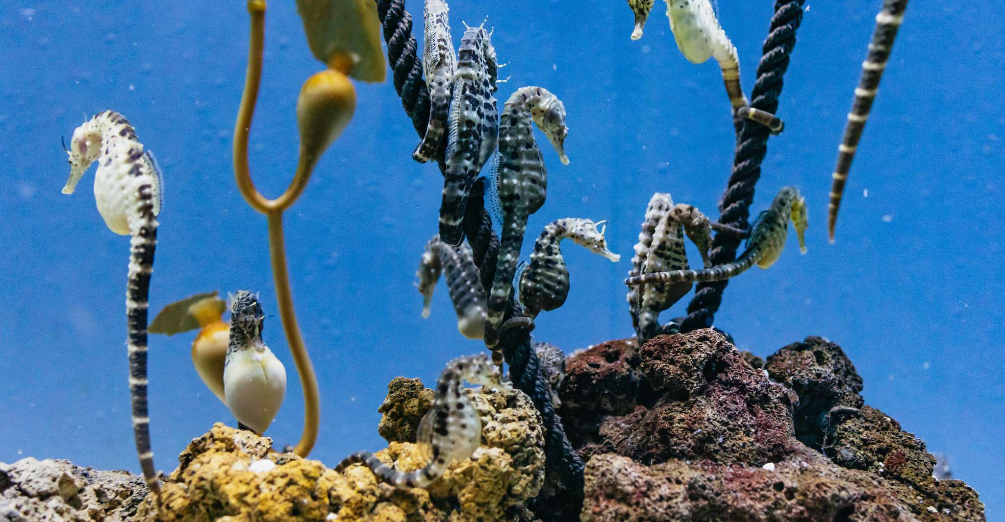 Genoa, Aquarium of Genoa with Lunch - Housity