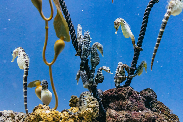Genoa: Aquarium of Genoa with Lunch
