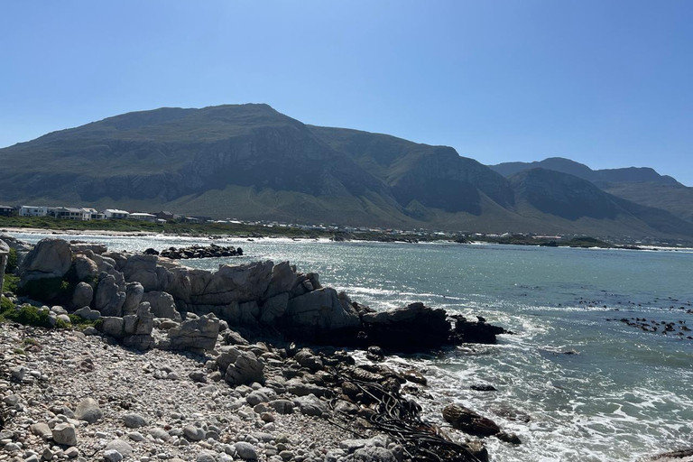 Kapsztad: obserwacja wielorybów, degustacja wina i wycieczka z pingwinami