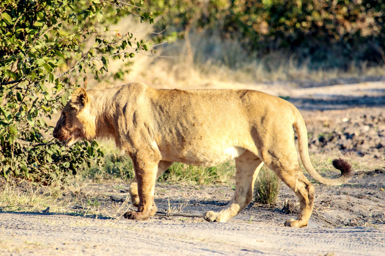 4 Days Remote Chobe Safari: Nogatshaa and Poha