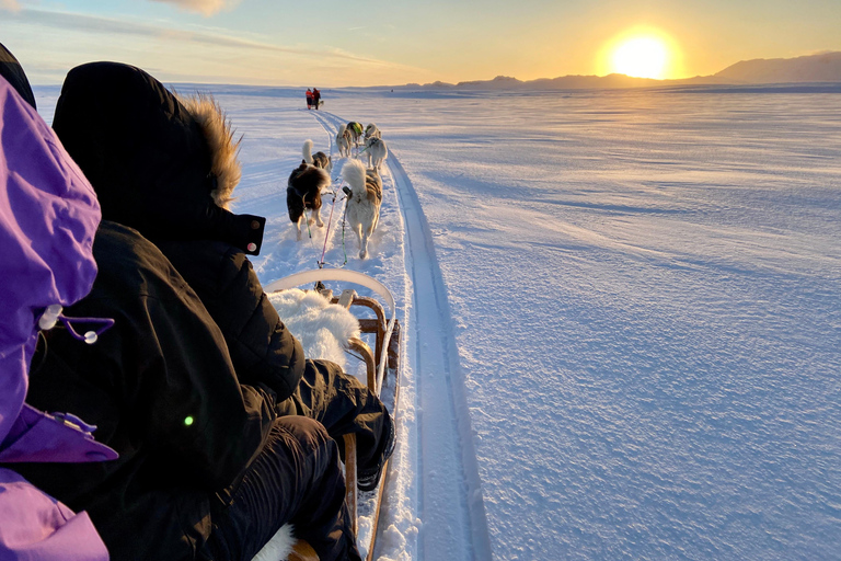Island-Husky-Tour – Fahrt- und Kuschel-ErlebnisIsland: Husky-Schlittenfahrt und Kuschelerlebnis