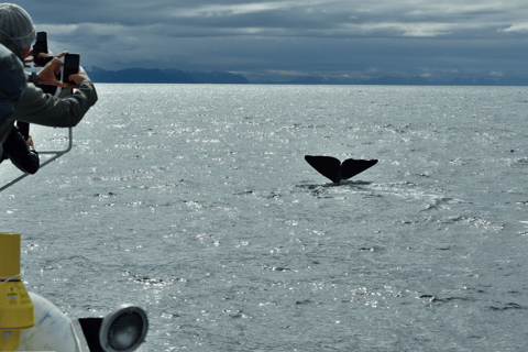 Andenes: Responsible Whale Watching with Classic Catamaran