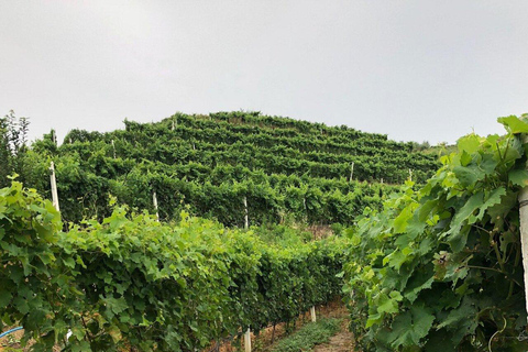 Tour di degustazione del vino, tour facoltativo della cantina e gite in kayak