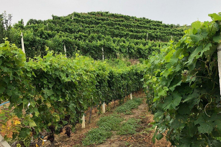 Weinverkostung, optionale Weinbergstour und KajakfahrtenWeinverkostung mit Abholung und Rücktransfer