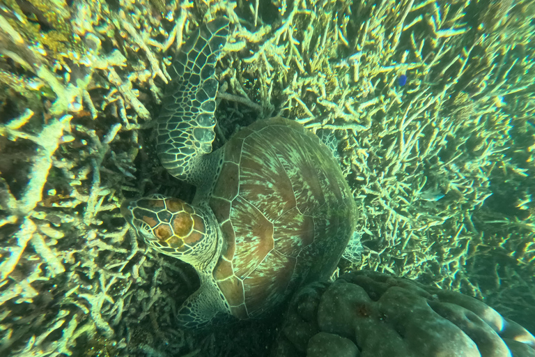 Labuan Bajo: Day Trip Snorkeling with Manta Rays and Turtles