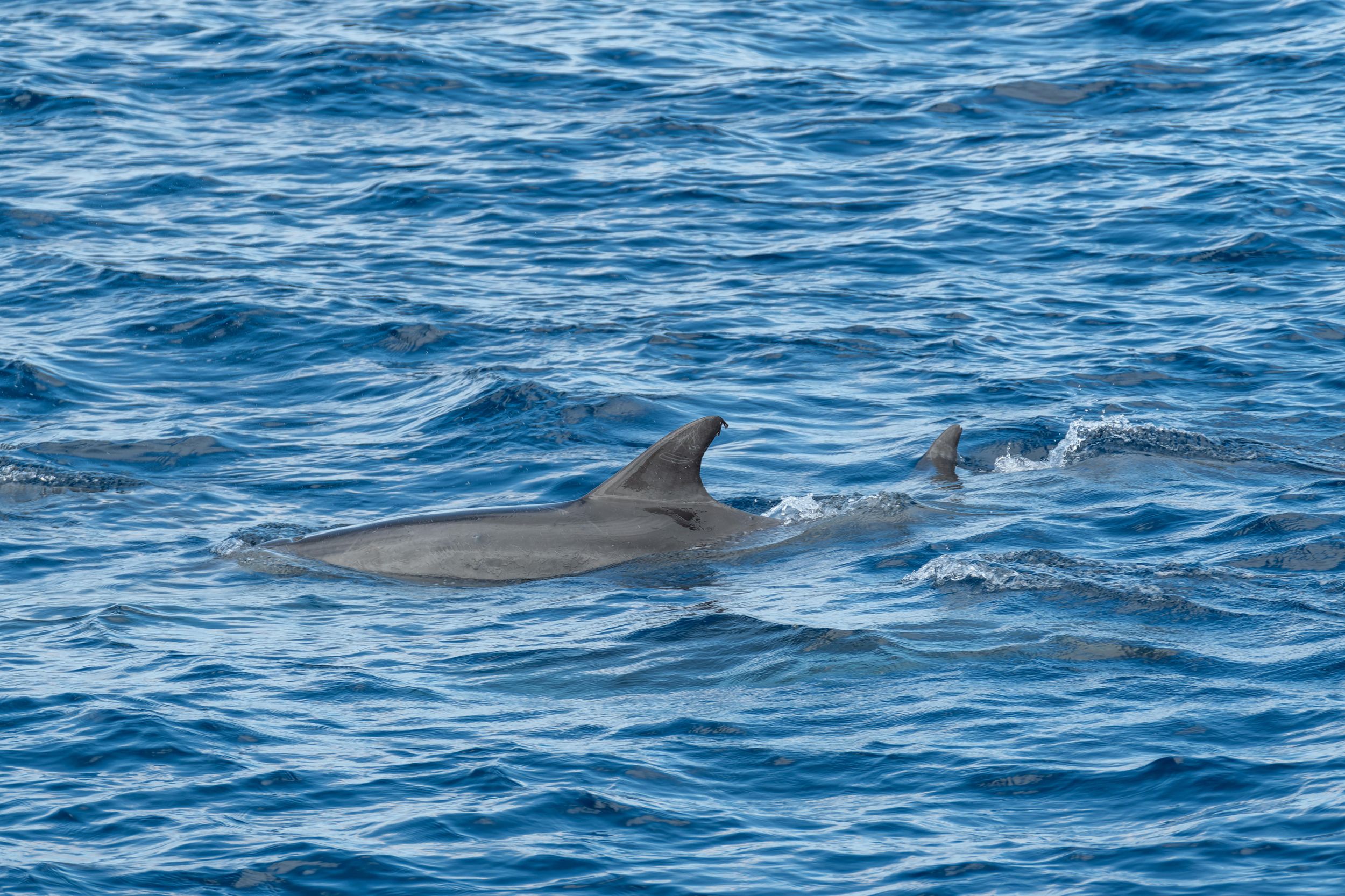Poreč: Delfinbeobachtungstour in der Bucht von Lim mit Getränken