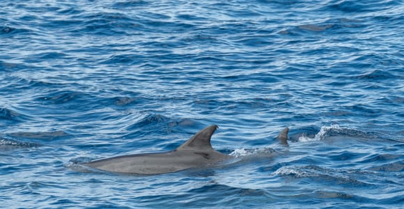 Poreč: Delfinbeobachtungstour in der Bucht von Lim mit Getränken