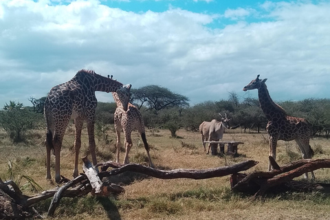Mombasa: Wildlife Sanctuary Guided Nature Trail Tour Wildlife Sanctuary Guided Nature Trail Tour