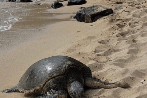 O melhor de Oahu em um dia