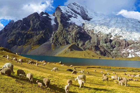 Cusco: Escursione ai 7 laghi Ausangate con sorgenti termali e pranzo