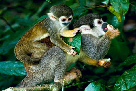 De Iquitos - Excursão à Reserva Pacaya Samiria