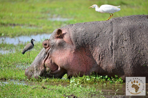 MASAI MARA: 3 DAYS MASAI MARA BUDGET GROUP JOINING SAFARI