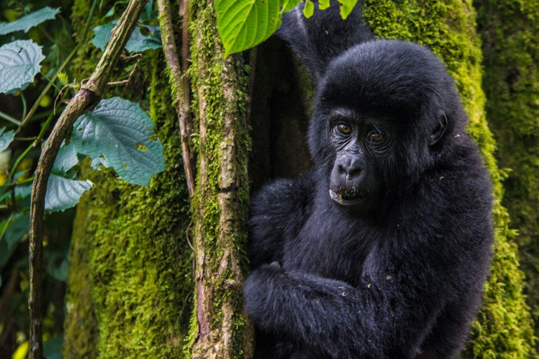 9-dagars Masai Mara, L . Nakuru och gorilla- och schimpanssafari