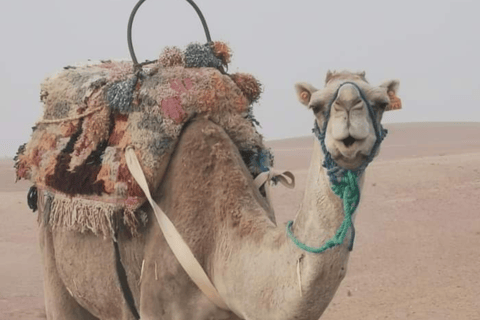 Från Marrakech: Kameltur i Agafay-öknen vid solnedgångenFrån Marrakech: Kamelritt i solnedgången i Agafayöknen