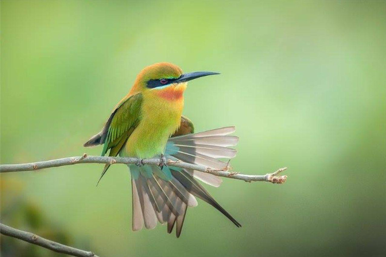 From Galle/Mirissa: Kalametiya Bird Sanctuary Boat Safari Hambantota: Kalametiya Bird Sanctuary Boat Safari-Private
